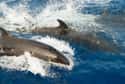 More Than 80 Dolphins Beached Themselves Off Florida Coast on Random Strange Cases of Mysterious Mass Animal Deaths