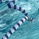 Belcher's Sea Snake on Random Most Poisonous Animals In World