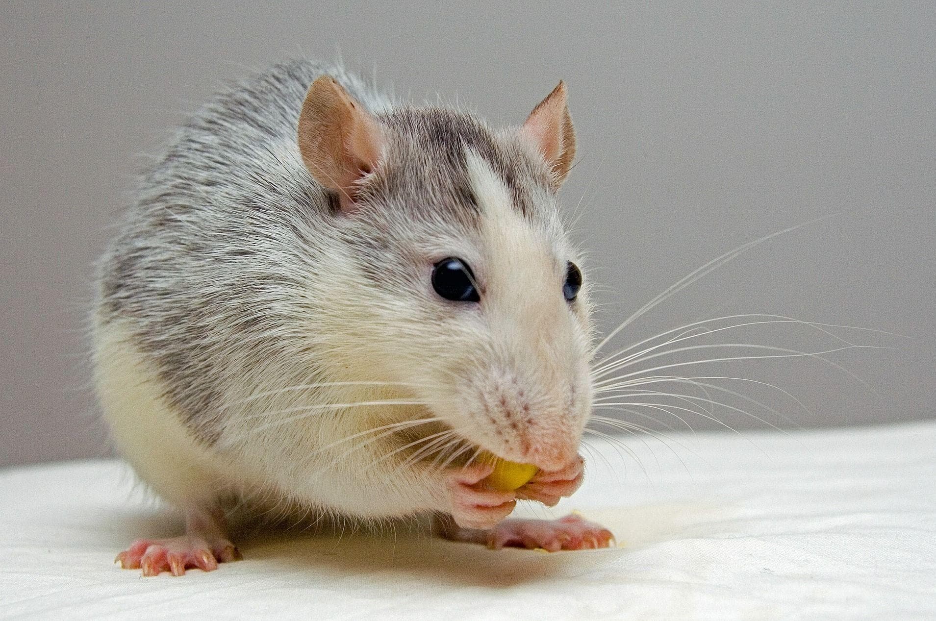 Random Facts You Didn’t Know About Rats That Will Seriously Disturb You