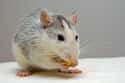 Rats Can Never Stop Chewing Because If They Stop Chewing They Die on Random Facts You Didn’t Know About Rats That Will Seriously Disturb You