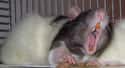 Rats' Teeth Are Strong Enough To Cut Through Concrete on Random Facts You Didn’t Know About Rats That Will Seriously Disturb You