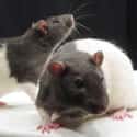 They Can Chew Their Way Into And Smell Their Way Out Of Anything on Random Facts You Didn’t Know About Rats That Will Seriously Disturb You