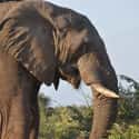 You May Smell A Strong, Pungent Scent on Random Facts About What It's Like To Be Killed By An Elephant