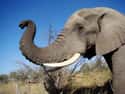 The Elephant Will Trumpet At You on Random Facts About What It's Like To Be Killed By An Elephant