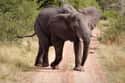 Running Away Will Make It Worse on Random Facts About What It's Like To Be Killed By An Elephant