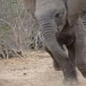 You'll Probably Die To The Sound Of Shattering Bones on Random Facts About What It's Like To Be Killed By An Elephant
