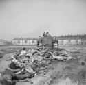 Corpses At Bergen-Belsen Getting Buried With A Bulldozer on Random Haunting Pictures From Concentration Camps