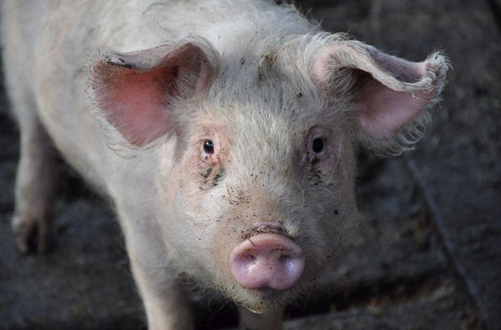 Scientists One Step Closer To  is listed (or ranked) 7 on the list The Greatest Scientific Breakthroughs Of 2017