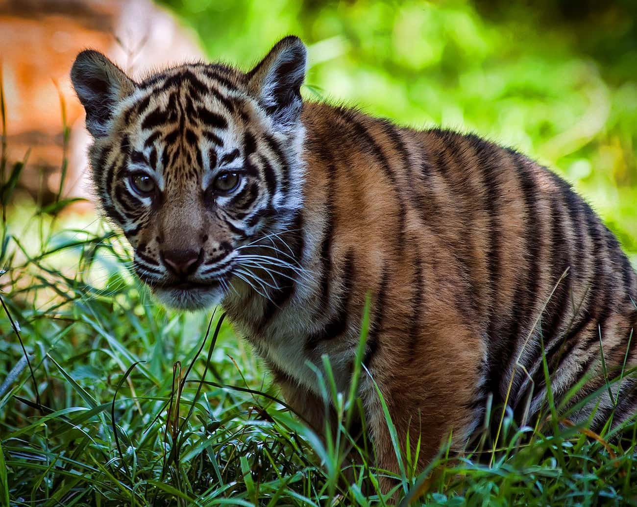 The Extinction Of The Sumatran Tiger Could Cut Off Our Oxygen Supply