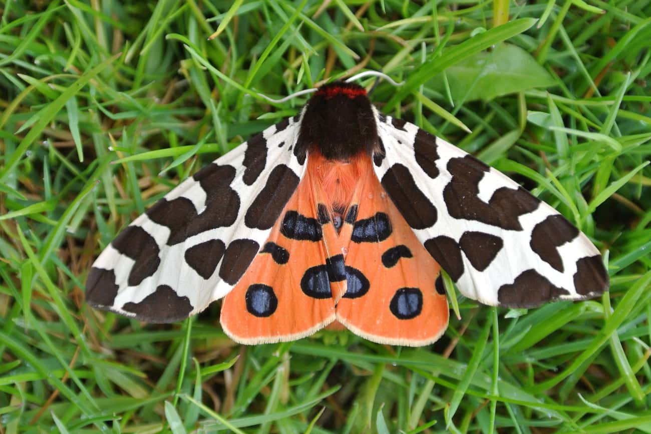 If Large Moths Go Extinct, Our Whole Ecosystem Could Take A Hit