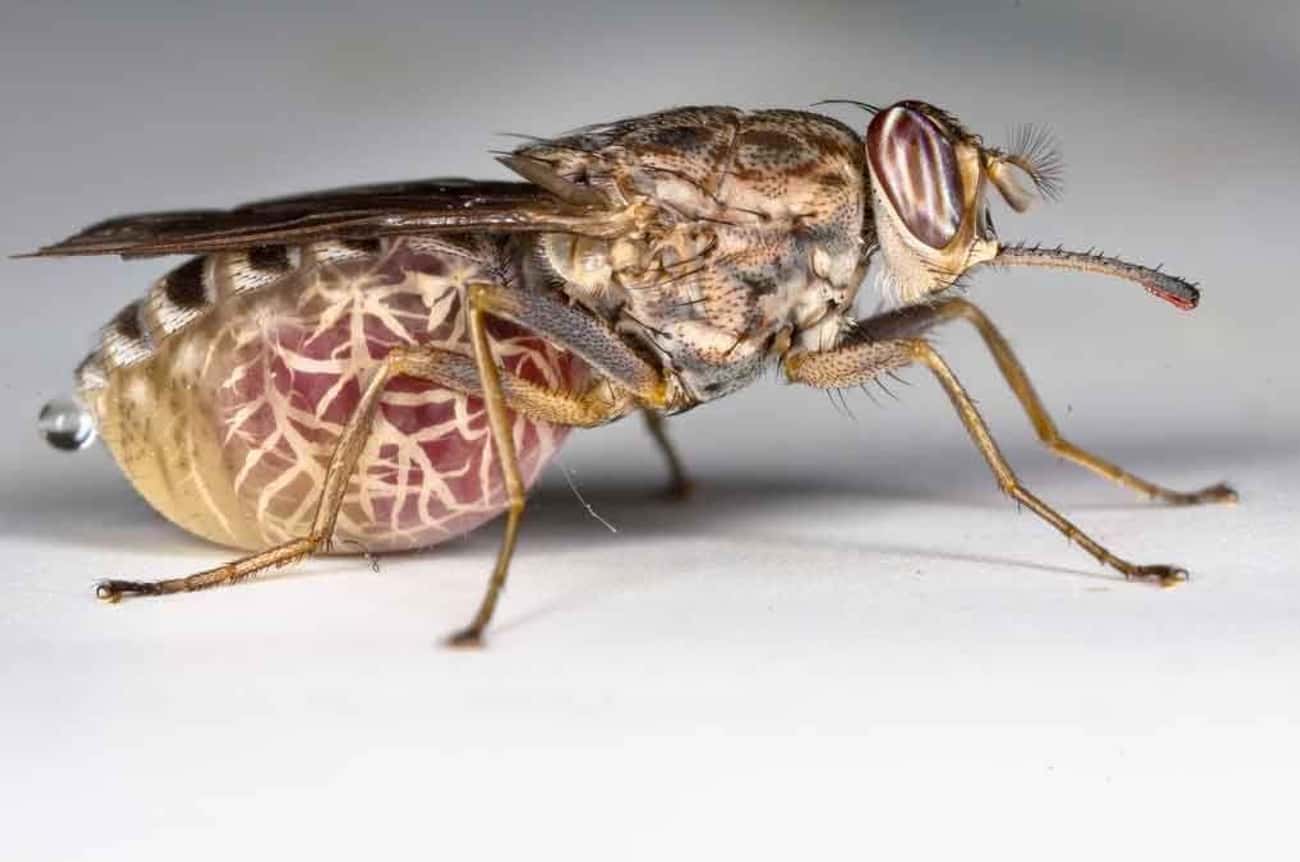 Tsetse Flies Cause Insomnia, Confusion, And Psychosis