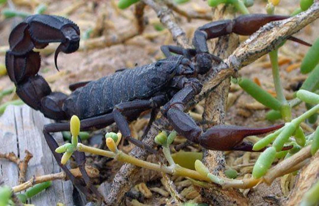 Скорпион в винограде