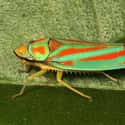 The Red-banded Leafhopper Ranges Across North America on Random Pictures Of Exotic Insects You Can't Believe Are Real