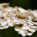 Crab Spiders Camouflage Themselves As Flower Petals on Random Pictures Of Exotic Insects You Can't Believe Are Real
