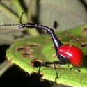 Guess How The Giraffe Weevil Earned Its Name on Random Pictures Of Exotic Insects You Can't Believe Are Real