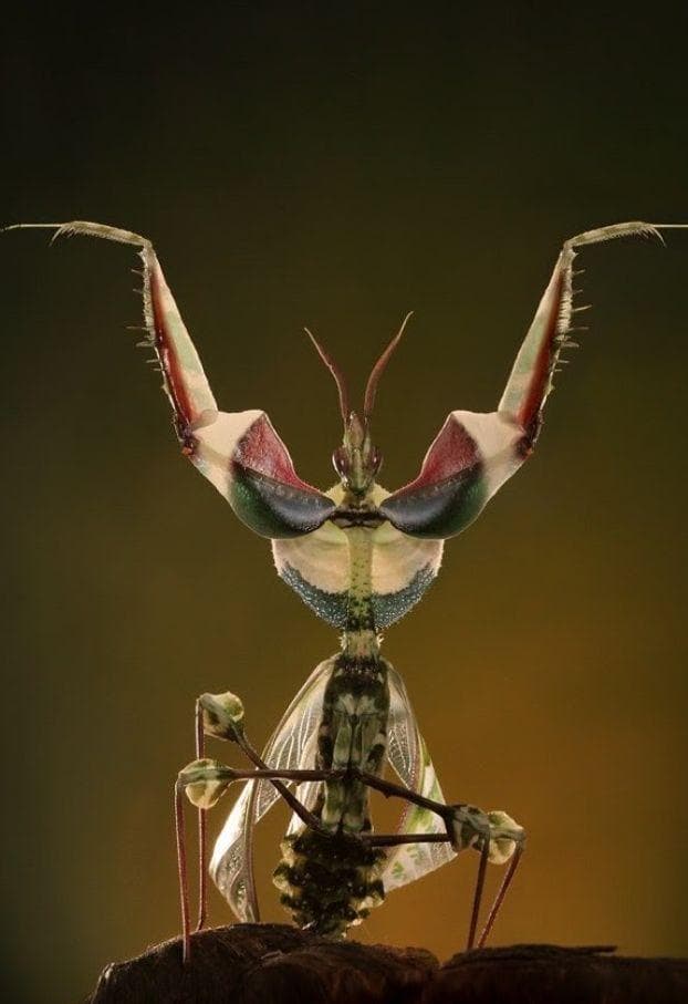 CrazyLooking Exotic Insects