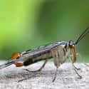 The Scorpion Fly Is Commonly Found In Thailand on Random Pictures Of Exotic Insects You Can't Believe Are Real