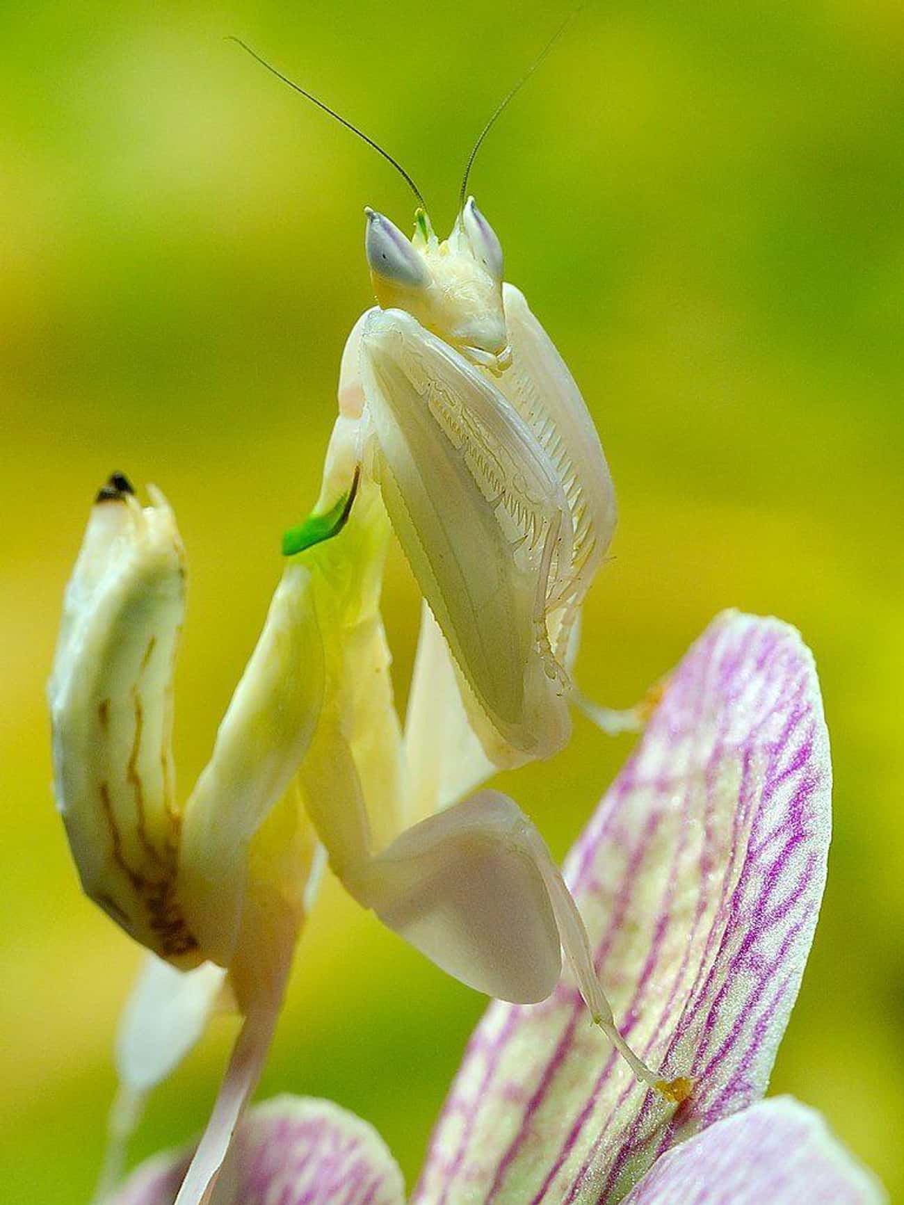 The Common Flower Mantis