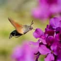 The Hummingbird Hawk-Moth Is Remarkably Resilient For Its Species on Random Pictures Of Exotic Insects You Can't Believe Are Real