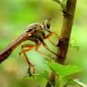 This Fella Is Known As The Robber Fly on Random Pictures Of Exotic Insects You Can't Believe Are Real