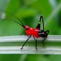 Conocephalus Melaenus Is Found Primarily In Asia on Random Pictures Of Exotic Insects You Can't Believe Are Real