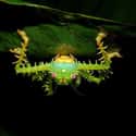 The Spiny Katydid Is Actually A Type Of Cricket on Random Pictures Of Exotic Insects You Can't Believe Are Real