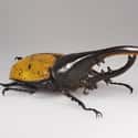 The Hercules Beetle Is The World’s Longest Beetle; The World Record Measures Seven And A Half Inches on Random Pictures Of Exotic Insects You Can't Believe Are Real