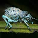 The Broad-Nosed Blue Weevil Is Native To Madagascar on Random Pictures Of Exotic Insects You Can't Believe Are Real