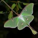 The Luna Moth Can Be Found In Florida on Random Pictures Of Exotic Insects You Can't Believe Are Real