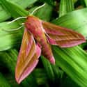 The Elephant Hawkmoth Disguises Itself As A Flower Until It's Time To Strike on Random Pictures Of Exotic Insects You Can't Believe Are Real