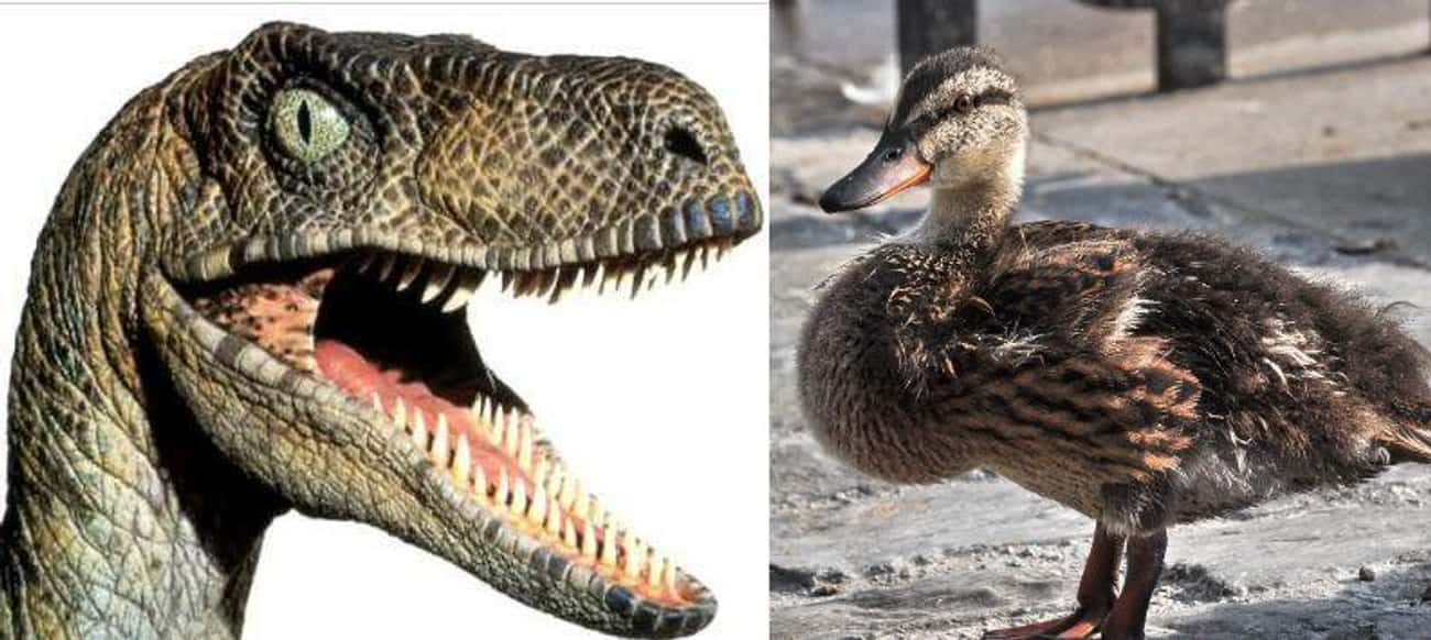 Velociraptors And Ducks