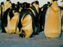 Male Emperor Penguins Stand Still For 65 Days To Protect Their Young on Random Reasons Why Penguins Are The Cutest