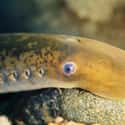 Lampreys Are Jawless Fish With A Suction Cup Mouth on Random Disgusting Facts About Sea Lampreys, Killer Parasite Fish With 100 Teeth