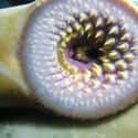 Sea Lampreys Are Vampires And Suck The Life Out Of Their Prey on Random Disgusting Facts About Sea Lampreys, Killer Parasite Fish With 100 Teeth