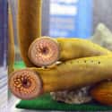 Lampreys Have Amazing Regeneration Powers on Random Disgusting Facts About Sea Lampreys, Killer Parasite Fish With 100 Teeth