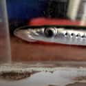Lamprey Undergo Amazing Transformations Into Adulthood on Random Disgusting Facts About Sea Lampreys, Killer Parasite Fish With 100 Teeth