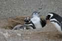 Penguins Adopt Orphans on Random Reasons Why Penguins Are The Cutest