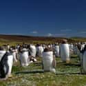 Penguin Colonies Have Larger Populations Than Some Countries on Random Reasons Why Penguins Are The Cutest
