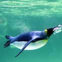 Penguins Blow Bubbles Underwater on Random Reasons Why Penguins Are The Cutest