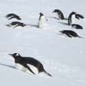 They Go Boogie Boarding On Their Bellies To Get Around on Random Reasons Why Penguins Are The Cutest