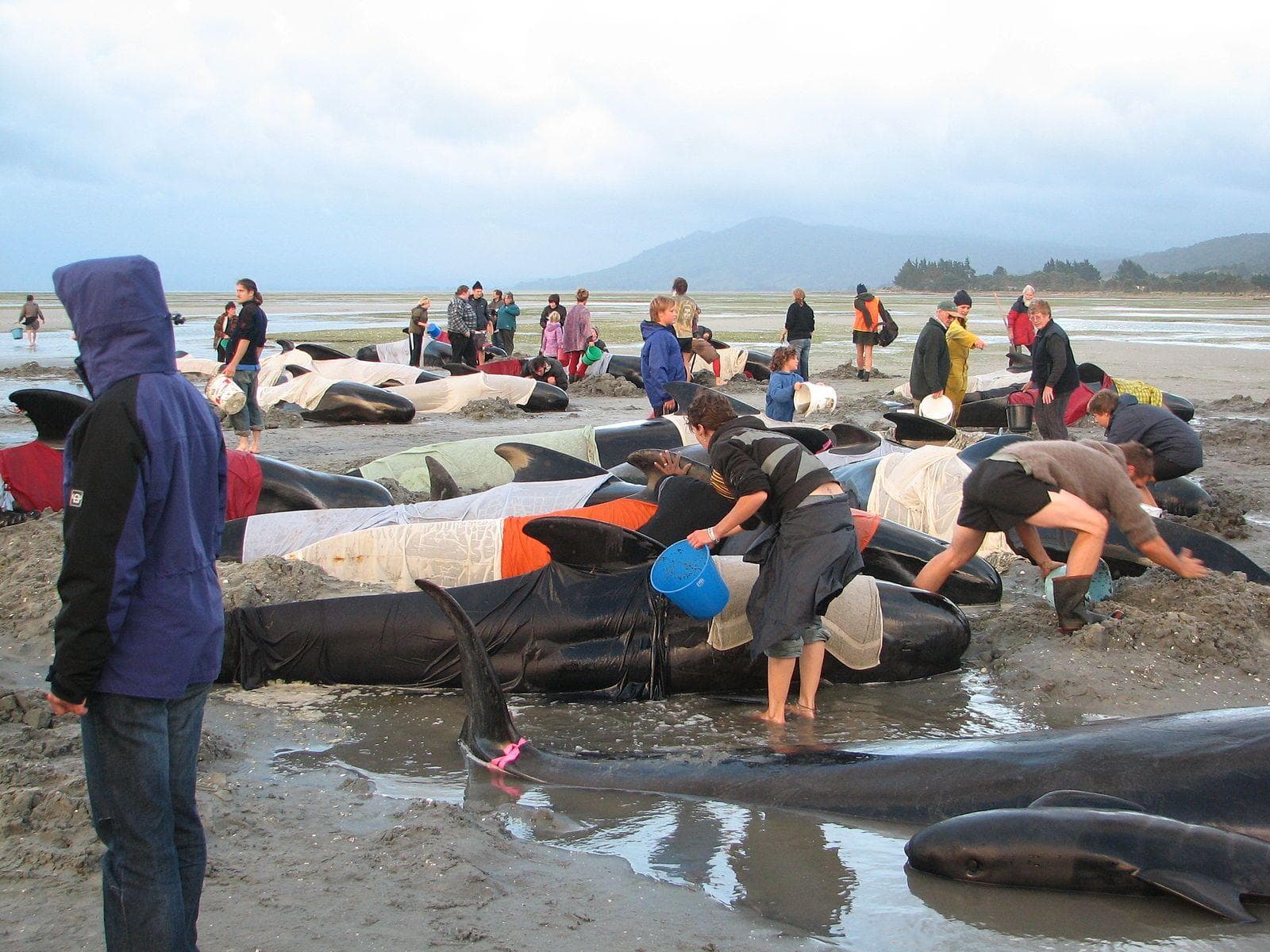 wave wildlife masse