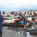 At Least 300 Whales Die After Beaching Themselves In New Zealand on Random Strange Cases of Mysterious Mass Animal Deaths