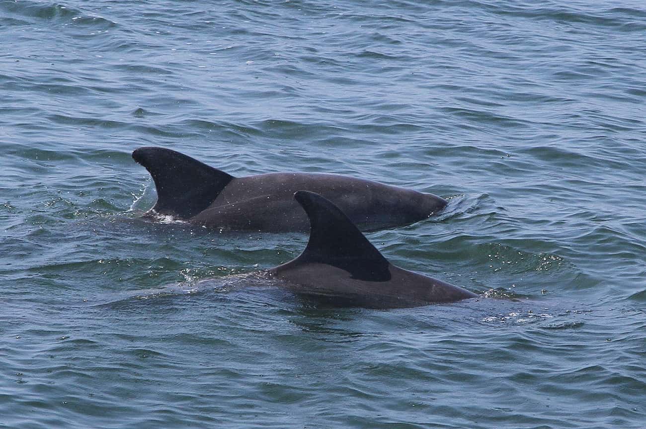 Groups Of Male Dolphins 'Aggressively Herd' Individual Females