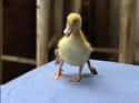 A Duck Born With Four Legs on Random Animals Born With Most Bizarre Mutations You'll Ever See