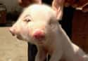 A Two-Headed Pig on Random Animals Born With Most Bizarre Mutations You'll Ever See