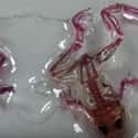 Some See-Through Frogs on Random Animals Born With Most Bizarre Mutations You'll Ever See