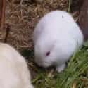 An Earless Bunny on Random Animals Born With Most Bizarre Mutations You'll Ever See