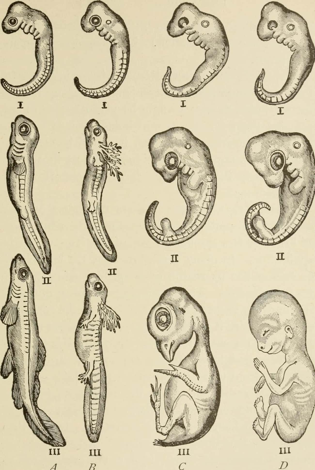 Human Embryos Are Basically Identical To Fish Embryos