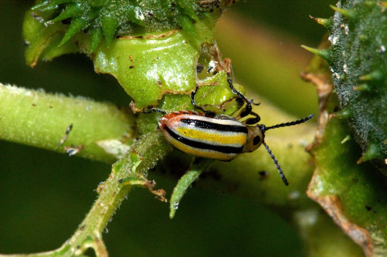 Three-Lined Potato Beetles Roll In Poisonous Poo For Protection