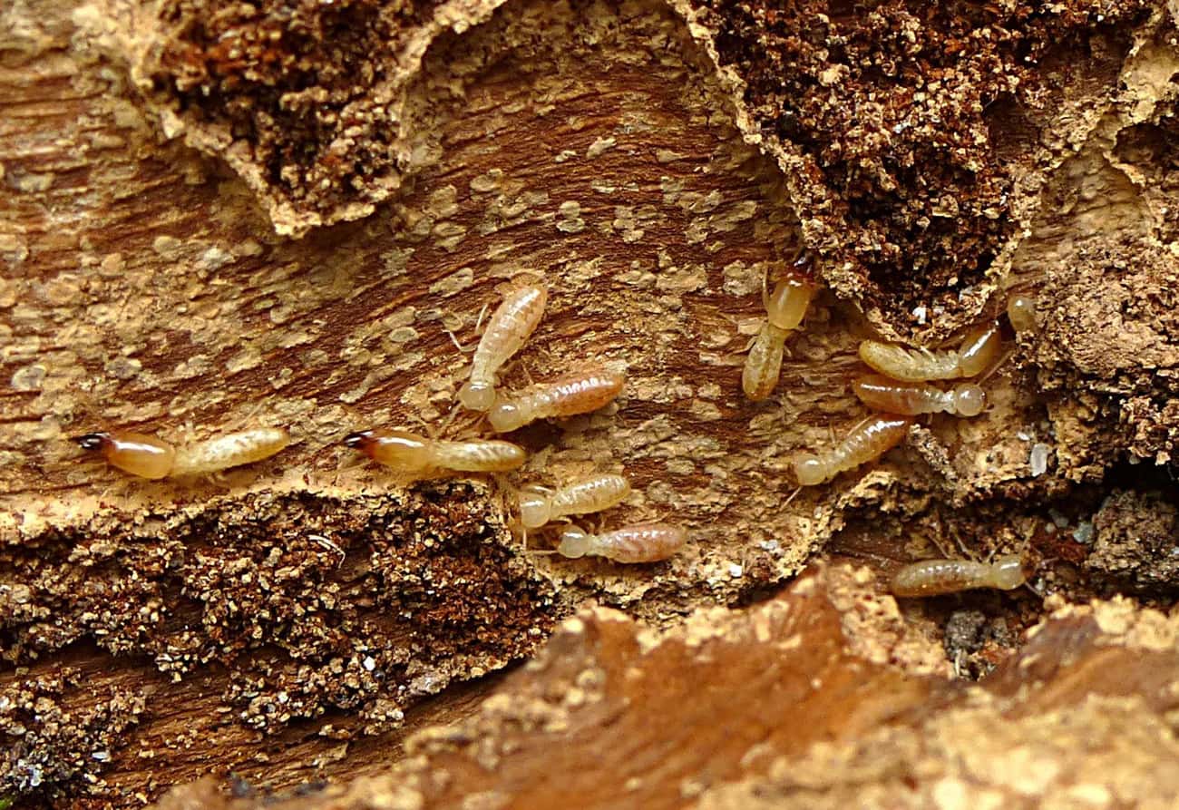 Termites Make For Crappy Construction Workers